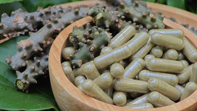 Heart leaved moonseed. Tinospora crispa capsules.