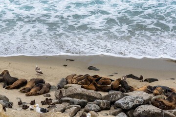 Obraz premium Sea Lions of La Jolla Cove in San Diego