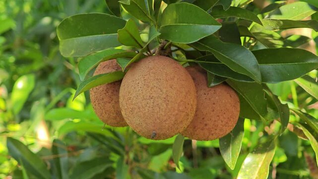 Sapodilla fruits in the garden.