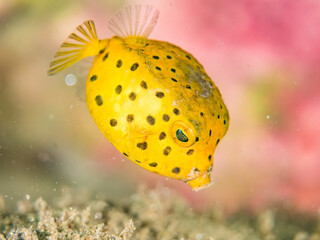 ハコフグ, ハコフグ科, 幼魚yg, ヒリゾ浜南伊豆町中木 静岡県伊豆半島-2025 日本有数のシュノーケリングスポット。 夏の数カ月間だけ渡し船で行ける。 水質透明度魚影が素晴らしい。 （英名学名：Boxfish, Ostracion immaculatus）  © d3_plus