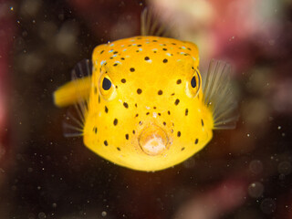 ハコフグ, ハコフグ科, 幼魚yg, ヒリゾ浜南伊豆町中木 静岡県伊豆半島-2025 日本有数のシュノーケリングスポット。 夏の数カ月間だけ渡し船で行ける。 水質透明度魚影が素晴らしい。 （英名学名：Boxfish, Ostracion immaculatus）  © d3_plus