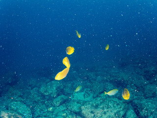 Obraz premium チョウチョウウオ, チョウチョウウオ科, （英名学名：Oriental ButterflyFish, Chaetodon aurites） 他。 ヒリゾ浜南伊豆町中木 静岡県伊豆半島-2025 日本有数のシュノーケリングスポット。 夏の数カ月間だけ渡し船で行ける。 水質透明度魚影が素晴らしい。 