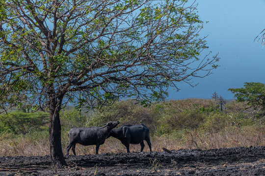 Two water buffalos Bubalus bubalis or domestic water buffalos under the tree. It is a large bovid originating in the Indian subcontinent, Southeast Asia, and China.