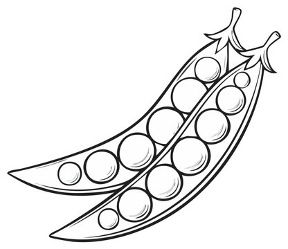 Detailed line art drawing features two opened pea pods displaying the peas within, against a plain background, perfect for educational material or illustrative designs