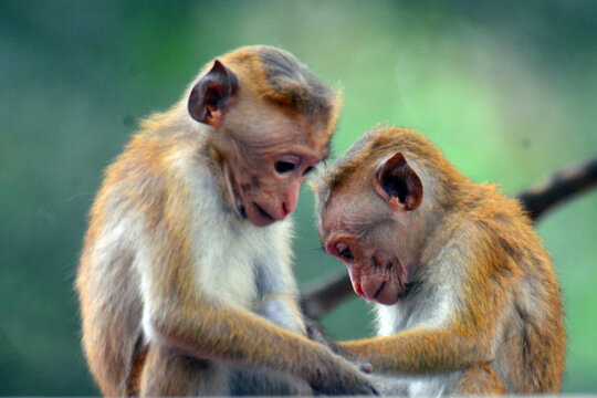 The term "Red Monkey" in Sri Lanka typically refers to the Toque Macaque (Macaca sinica), a small, golden-brown monkey endemic to the island,