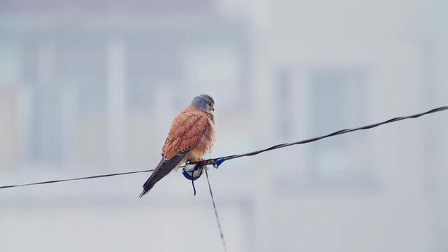 The bird  Common Kestrel ( Falco tinnunculus ) sits on the wires. Wildlife. Slow motion.