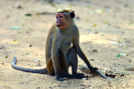 The term "Red Monkey" in Sri Lanka typically refers to the Toque Macaque (Macaca sinica), a small, golden-brown monkey endemic to the island,
