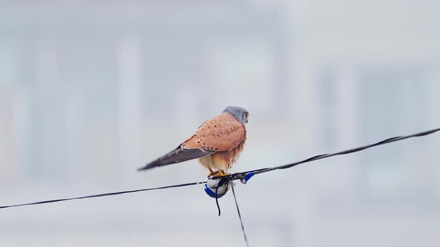The bird  Common Kestrel ( Falco tinnunculus ) sits on the wires. Wildlife. Slow motion.