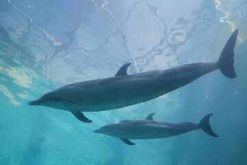 Fototapeta premium Dolphins Swimming Underwater in Blue Water with Soft Light