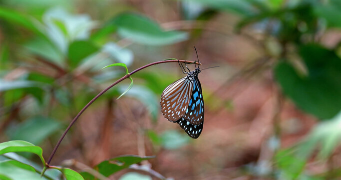 Blue glassy tiger butterfly hangs from a thin branch in a tropical forest. Ideopsis similis perching on plant stem with blurred green foliage background. Slow motion.