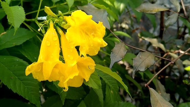 Beautiful natural background featuring yellow Tecoma stans flower clusters