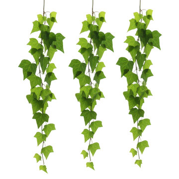 Three green leafy vines growing in a vertical arrangement against a white background isolated on transparent background