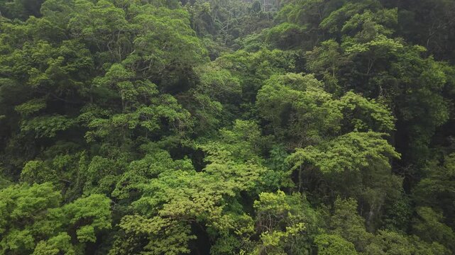 toma aerea de una monta&ntilde;a elevando y revelando el bosque 