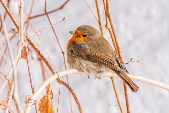 Cute bird the European Robin, Erithacus rubecula. sitting on the tree branch in winter.