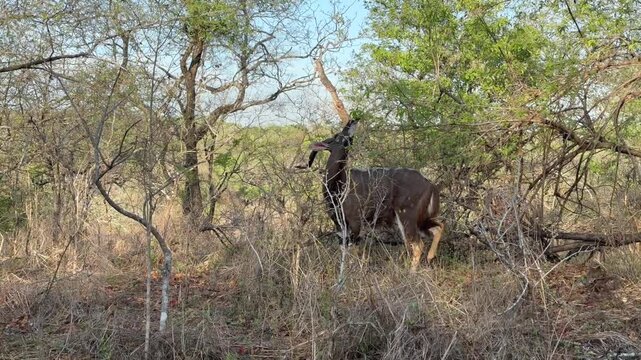 Male lowland nyala (Tragelaphus angasii) in Majete Wildlife Reserve, Malawi.
