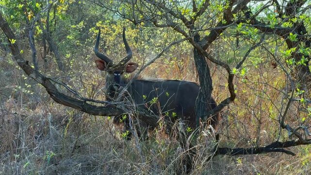 Male lowland nyala (Tragelaphus angasii) moving cautiously through a dense woodland in Majete Wildlife Reserve, Malawi. Ideal for educational content about African ecosystems.