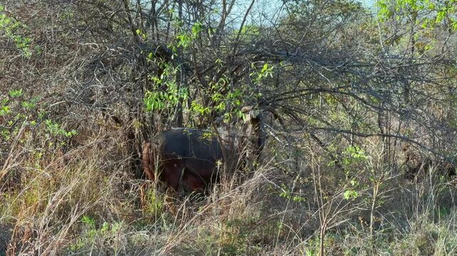 Male lowland nyala (Tragelaphus angasii) in Majete Wildlife Reserve, Malawi. Ideal for educational content about African ecosystems.
