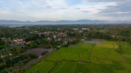 Obraz premium Aerial drone photo of green rice paddy fields and rural village with mountain backdrop in West Sumatra, Indonesia