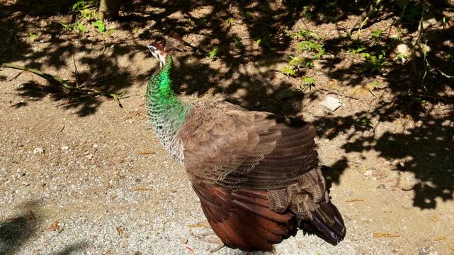Female peafowl, or peahen, on farm or in park. Close-up
