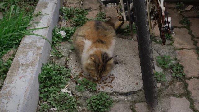 The Life of a domestic longhair cat 5