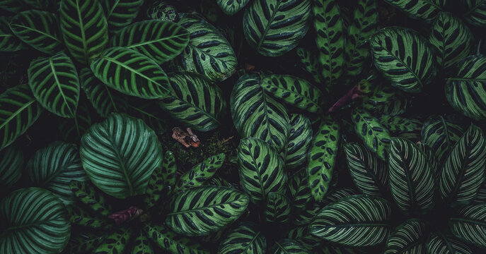 A close-up view of various tropical leaves showcasing rich green hues and intricate patterns, perfect for nature-themed designs and backgrounds.
