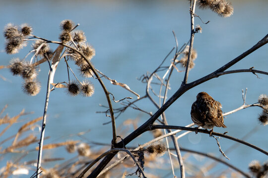 Quebec, Canada, 24 April 2026 : A small brown bird perches on a bare branch surrounded by dried burdock burrs.