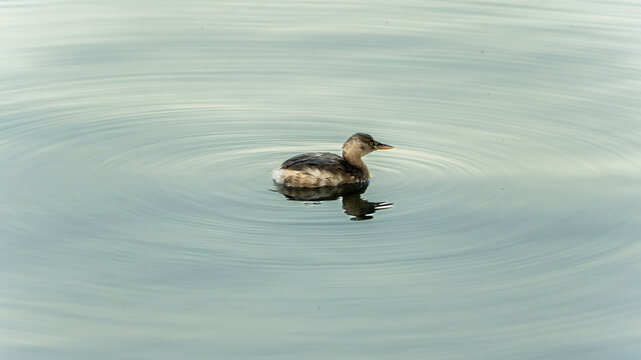 Lesser grebes swimming leisurely on Chinese lakes, a wild waterbird ecosystem.