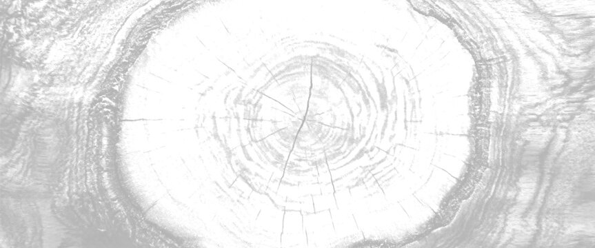 Close up of a light grey wood grain texture with visible growth rings and cracks background natural