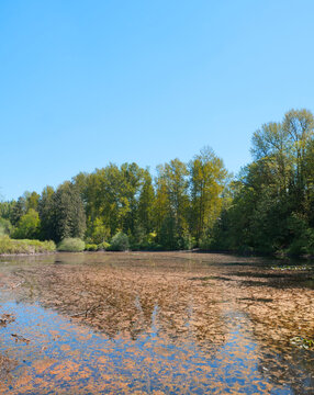 Fishtrap Creek Park during a spring season in Abbotsford, British Columbia, Canada