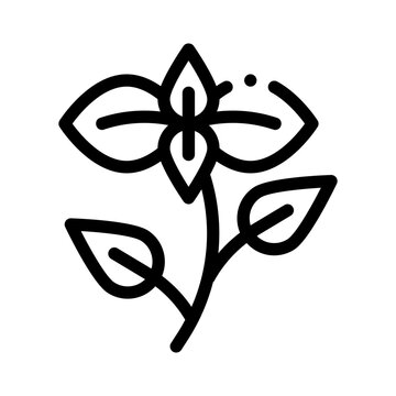 oregano line icon