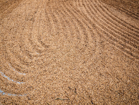 Rice Grains Being Dried Before Processing into Rice

