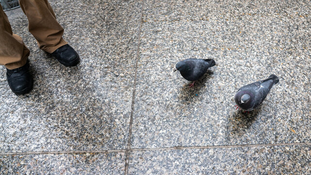 Two Pigeons and Man&rsquo;s Legs on Wet Marbled Stone Floor Urban Scene