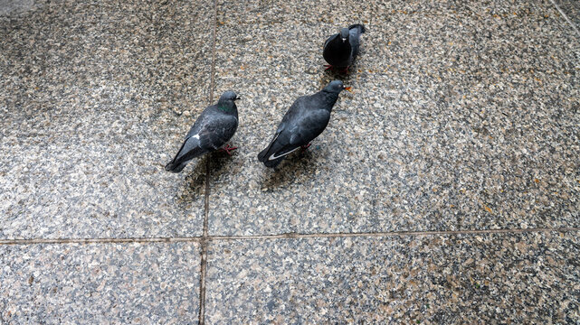 Group of Pigeons Competing for Food on Wet Marbled Stone Floor