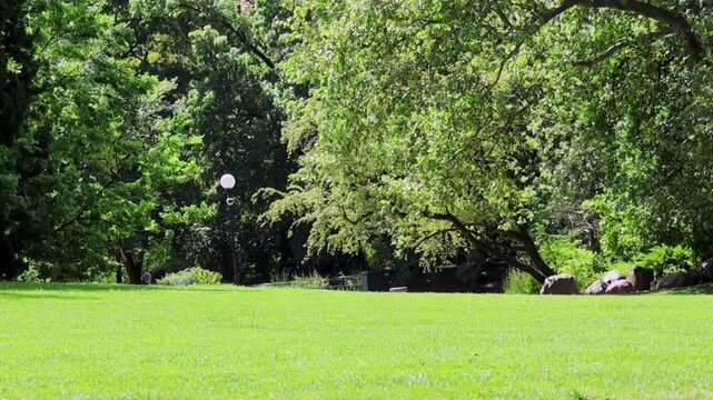 Green grass lawn in sunny public park with border collie dog running on background