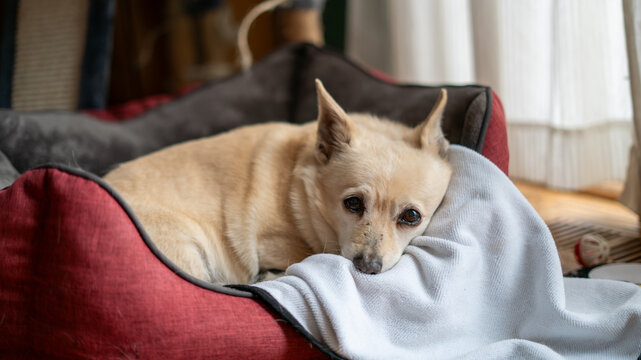 Sad Tan Chihuahua Laying in Red Dog Bed with White Blanket