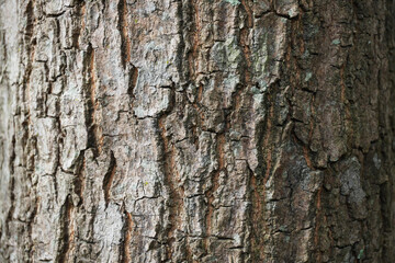 Obraz premium Detailed organic texture of a mango tree bark, showcasing rugged natural patterns perfect for rustic background designs and 3D material mapping