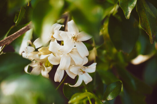 Fragrant white murraya flowers blooming beautifully in a lush green backyard garden, perfect for wellness, spa, and organic beauty product branding.