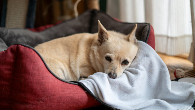 Sleepy Tan Chihuahua Resting in Red Dog Bed with White Blanket