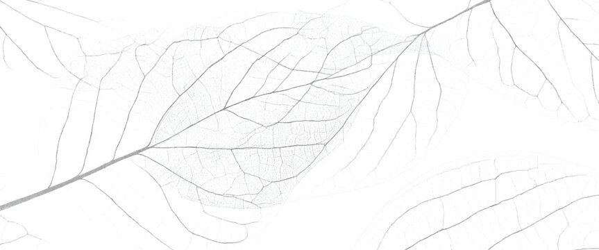 Delicate skeletonized leaf veins forming a subtle organic pattern on a white background