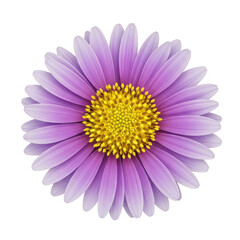 Obraz premium A vibrant purple flower with a yellow center, set against a white background isolated on transparent background