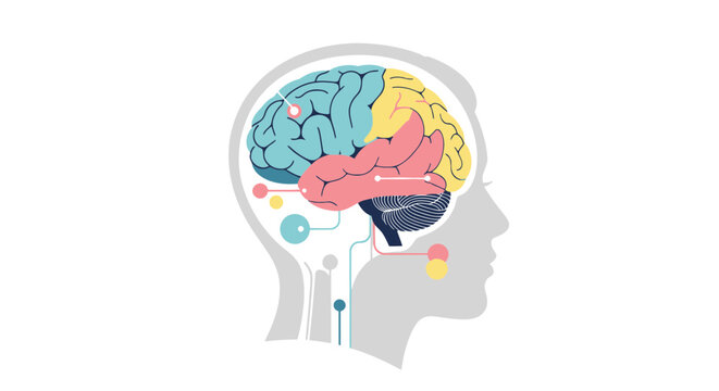 Human Brain Anatomy and Function Illustration, Medical Science Concept