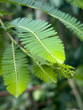 green nelli plant leaves on branch with soft focus, fresh organic medicinal indian gooseberry foliage, close up view, botanical nature concept