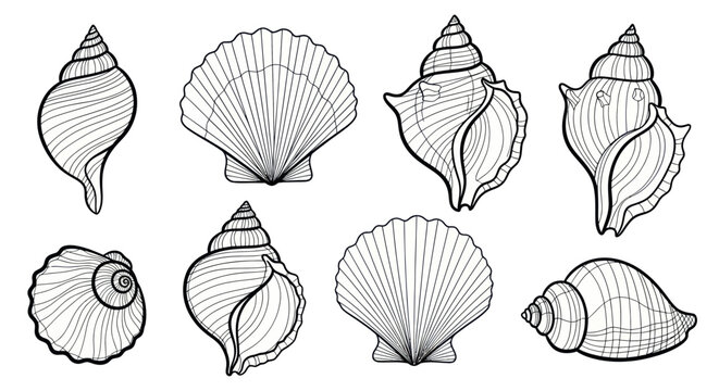 Seashell Collection: Hand-Drawn Line Art Illustrations of Ocean Mollusks