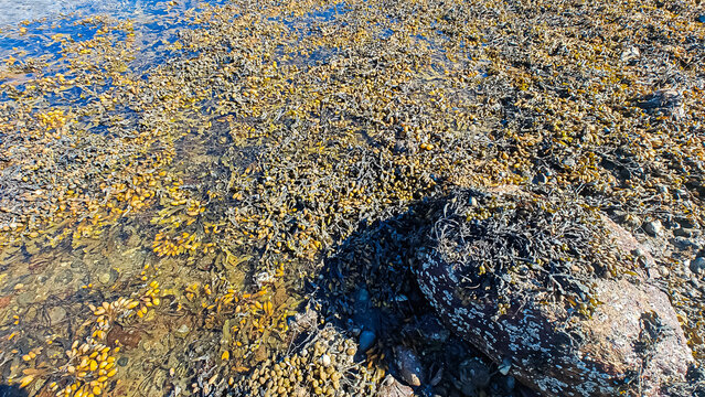 Spiral wrack seaweed growing on a beach. Fucus Spiralis.