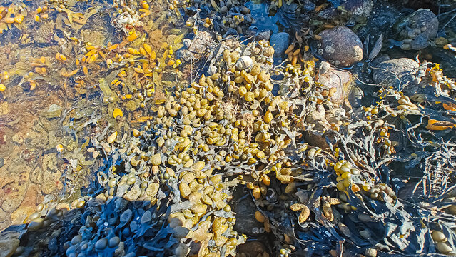 Spiral wrack seaweed growing on a beach. Fucus Spiralis.