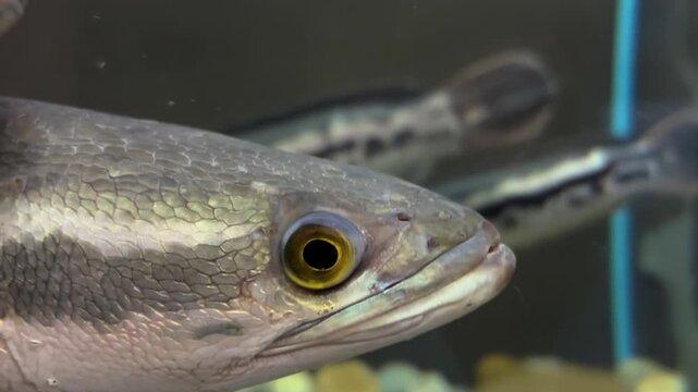 Giant Snakehead (Channa micropeltes) Fish Swimming in Aquarium Tank