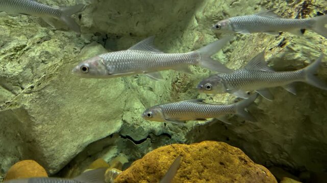Smallscale Mud Carp (Cirrhinus microlepis) Group Swimming in Aquarium