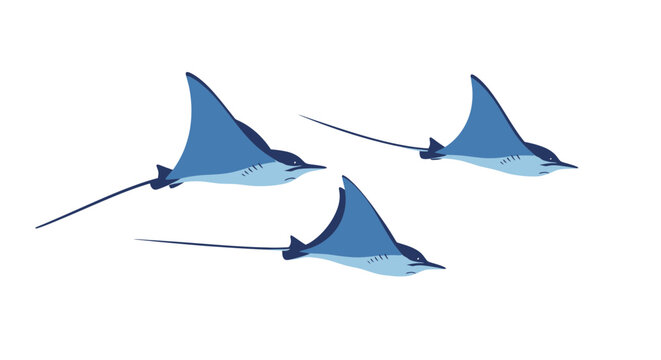 Three Blue Spotted Eagle Rays Swimming Together in Clear Water