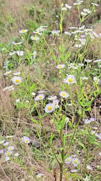 Wild fleabane daisy flowers swaying in the wind