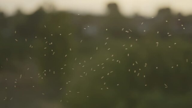 Large swarm of flying insect fills the frame against unfocused green tree and pale sky background, natural ambient light at end of day